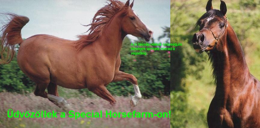 Special Horsefarm a *****+1 csaillagos lnevelde